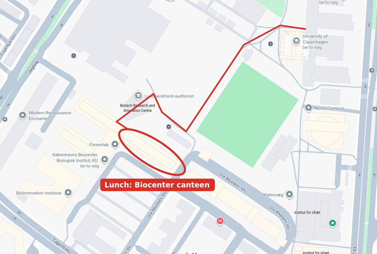 Map with the Biocenter canteen circled in red and a red line showing the walking route from it: past the Lundbeckfond auditorium to the corner of the sports field, then north-east along the path beside it to the entrance of the H. C. Ørsted Institute